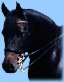 Raynyday Maximillian na otěži