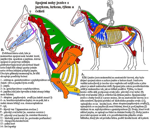 Anatomie - spojení nohy jezdce s jazykem, krkem, týlem a čelistí