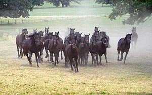 Běžící stádo Běžící stádo