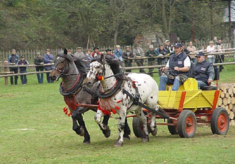 Jan Blizňák v klusovce. Jan Blizňák v klusovce.
