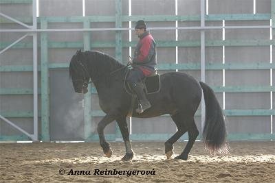 Žádné ohraničení plemenem či stupněm vzdělání koně či sportovním zaměřením jezdce,Céline Willms se věnuje s radostí každému, kdo se chce něčemu naučit. Na snímku ing. Pavel Myslík, parkurový jezdec, na kladrubském hřebci Generalissimus Morgana XXI-11(12let) ukazuje piafu, kterou je hřebec ochoten udělat pro každého jezdce, který ho správně požádá. Vytažené paty tolerujeme ;-) Žádné ohraničení plemenem či stupněm vzdělání koně či sportovním zaměřením jezdce,Céline Willms se věnuje s radostí každému, kdo se chce něčemu naučit. Na snímku ing. Pavel Myslík, parkurový jezdec, na kladrubském hřebci Generalissimus Morgana XXI-11(12let) ukazuje piafu, kterou je hřebec ochoten udělat pro každého jezdce, který ho správně požádá. Vytažené paty tolerujeme ;-)