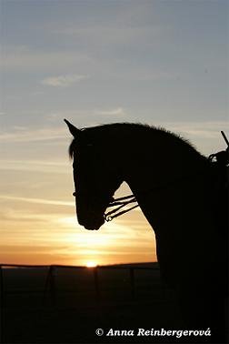 Cílem je spokojený, uvolněně spolupracující kůň, nehledě na to, zda se jedná o sportovního koně do vysokých drezurních soutěží nebo parkurového koně s dokonalou proježděností mezi skoky, či o příjemného partnera při toulkách krajinou. Cílem je spokojený, uvolněně spolupracující kůň, nehledě na to, zda se jedná o sportovního koně do vysokých drezurních soutěží nebo parkurového koně s dokonalou proježděností mezi skoky, či o příjemného partnera při toulkách krajinou.