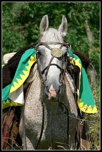 Koník z o.s. Kavalerie Náchod. Koník z o.s. Kavalerie Náchod.