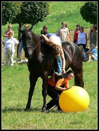 Valach Matýsek předvedl co všechno musí umět filmový kůň. Valach Matýsek předvedl co všechno musí umět filmový kůň.