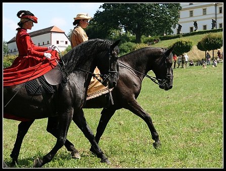 Starokladrubští vraníci při dámské Pas de deux. Starokladrubští vraníci při dámské Pas de deux.