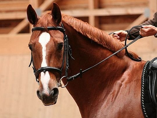 škola lehkosti Philippe Karla škola lehkosti Philippe Karla