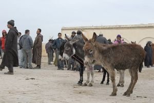 konský trh v Maroku