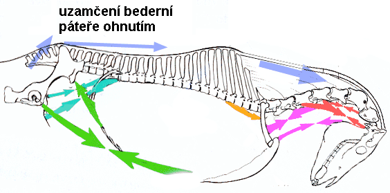 uzamčení bederní páteře nadměrným ohnutím krku uzamčení bederní páteře nadměrným ohnutím krku