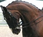 krční svaly táhnou bradu koně dozadu