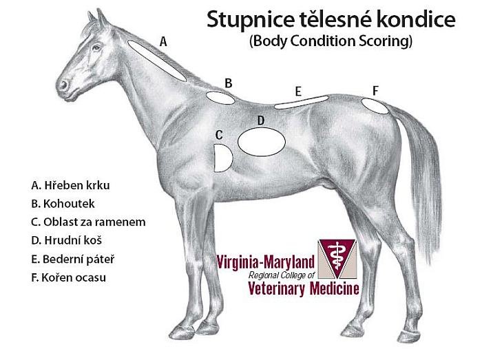 stupnice tělesné kondice koně stupnice tělesné kondice koně