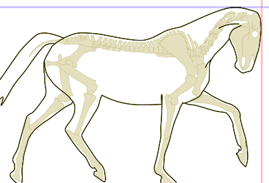 častější pozice na drezurním obdélníku častější pozice na drezurním obdélníku