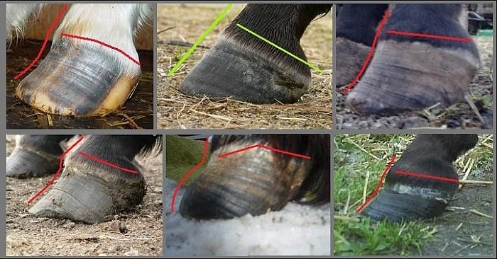 korektní a nekorektní tvary kopyt korektní a nekorektní tvary kopyt