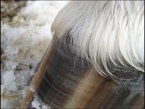 jemné vlnky na kopytní stěně jemné vlnky na kopytní stěně