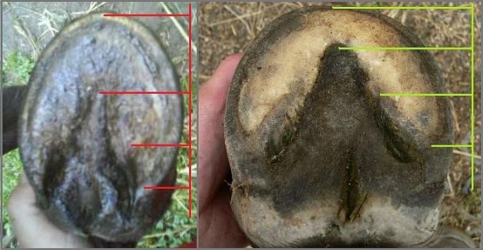 proporce kopyta proporce kopyta