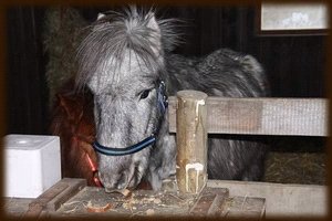 Šimlík po příjezdu domů 26.2.2010 Šimlík po příjezdu domů 26.2.2010