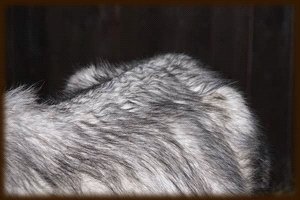 Šimlík po příjezdu domů 26.2.2010 Šimlík po příjezdu domů 26.2.2010