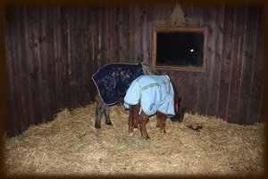 v boxu s rezavým kamarádem v boxu s rezavým kamarádem