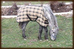 ve výběhu ve výběhu