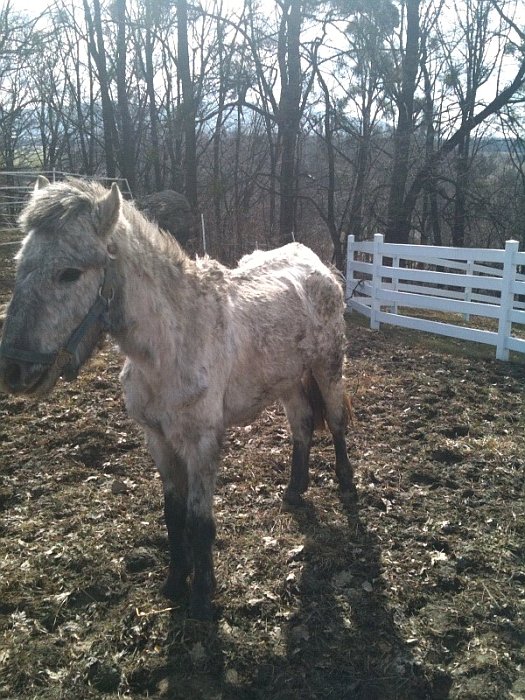 Šimlík 20.3.2010 Šimlík 20.3.2010