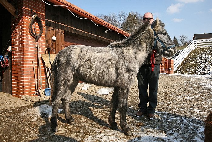 Šimlík 8.3.2010 Šimlík 8.3.2010