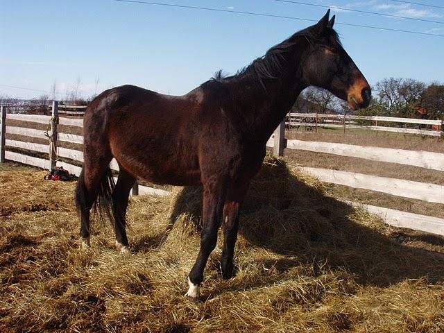 Již spokojený Klod v novém domově Již spokojený Klod v novém domově