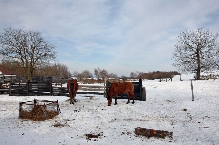 Ustulina 10.3.2010. ¨