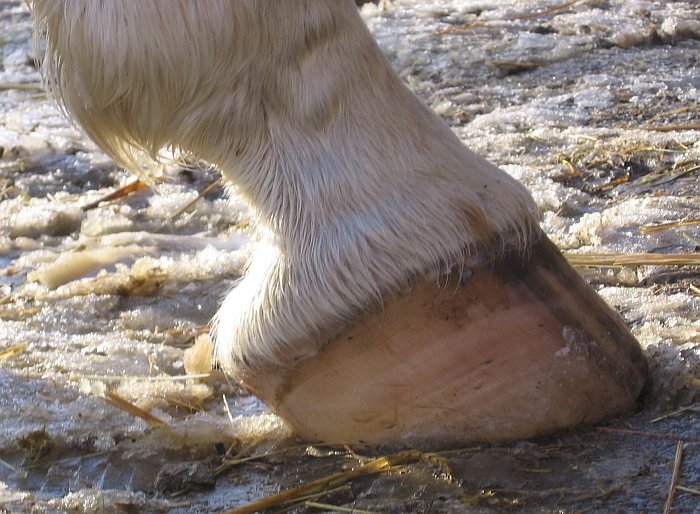 korektní kopyto ze strany korektní kopyto ze strany