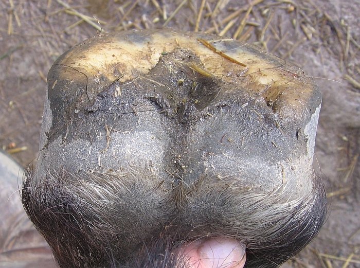 korektní kopyto zezadu-zdola korektní kopyto zezadu-zdola