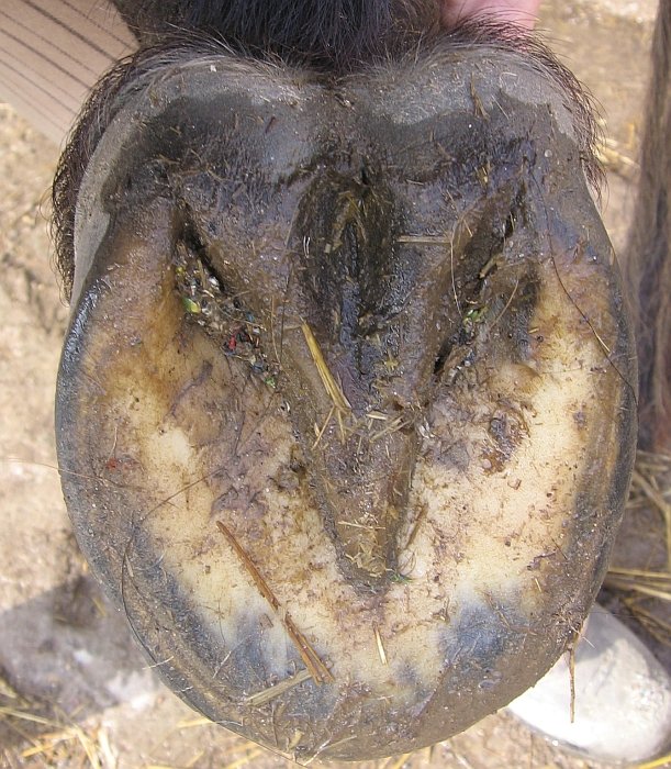 korektní kopyto zespodu korektní kopyto zespodu