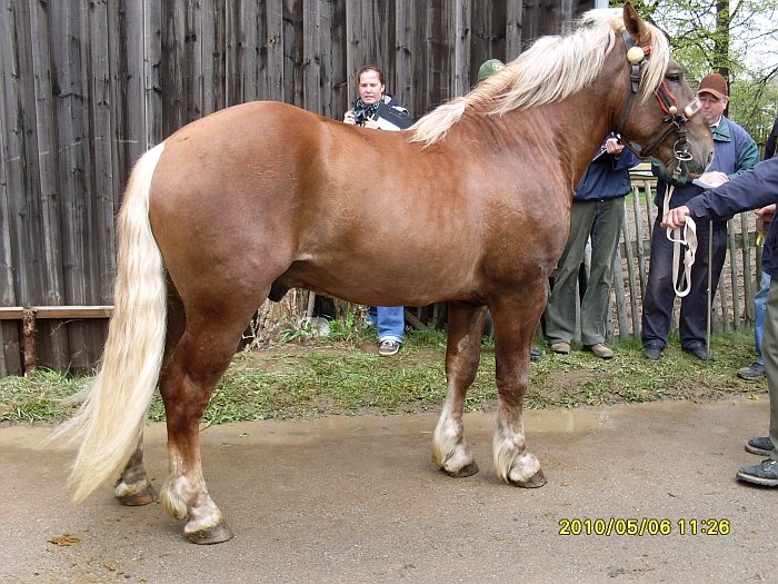 Gudy 15/782 Gudy 15/782