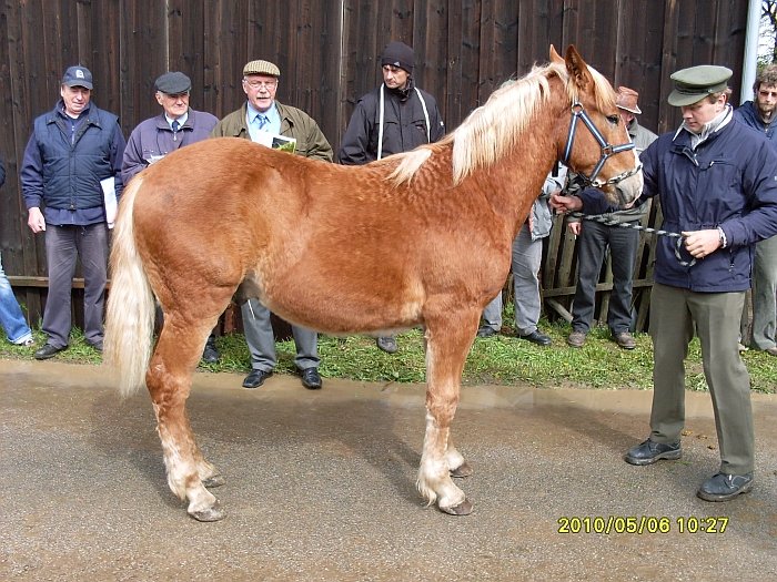 11/523 Golem 11/523 Golem