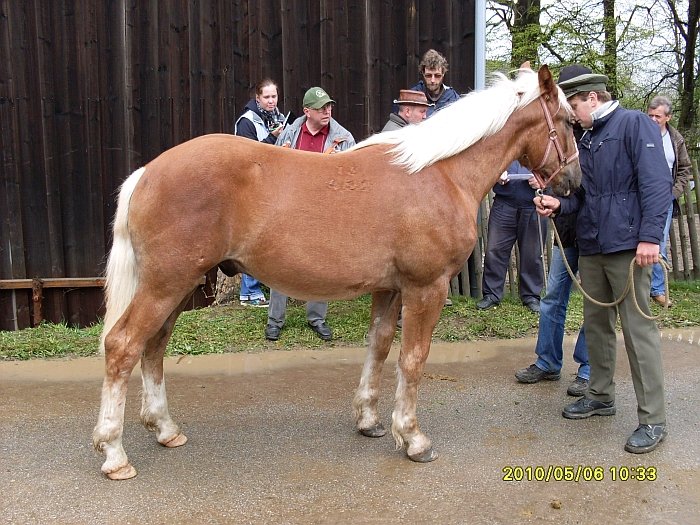 13/482 Šumík 13/482 Šumík