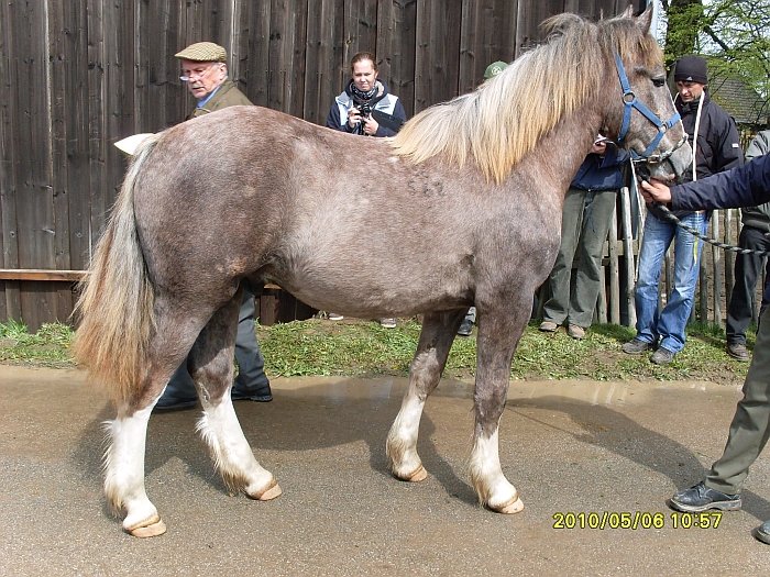 Agy 56/562 Agy 56/562