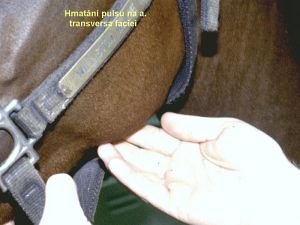 zjištění pulzu zjištění pulzu
