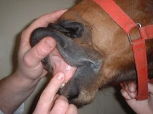 stanovení CRT stanovení CRT