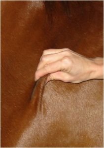 kožní elasticita kožní elasticita