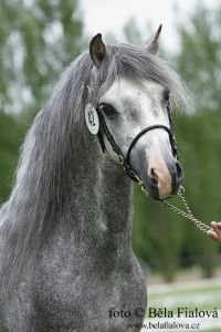 Ysselvliedt´s Highflyer Ysselvliedt´s Highflyer