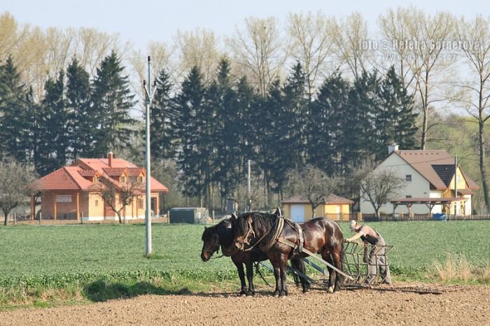 koňský potah na poli koňský potah na poli