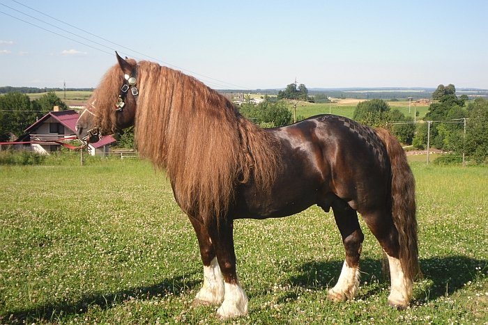 českomoravský belgický kůň Agar