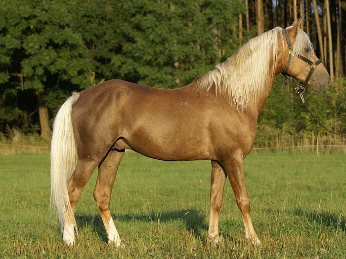 český sportovní pony Del Aifr
