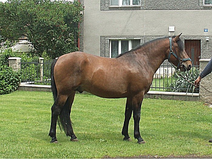 huculský kůň Haidar