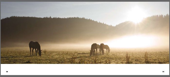Chov muráňského norika ve fotografiích Heleny Görnerové Chov muráňského norika ve fotografiích Heleny Görnerové