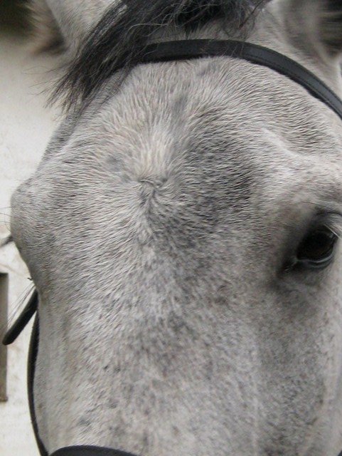 dva čelní víry na spojnici očí dva čelní víry na spojnici očí