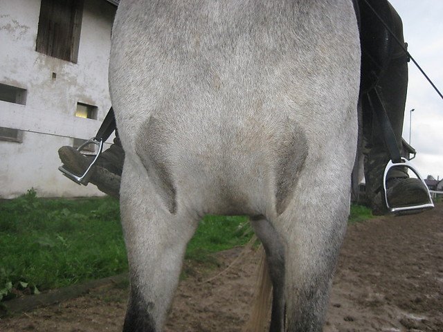 výrazné a dlouhé prsní víry výrazné a dlouhé prsní víry