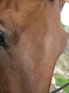 protáhlý čelní vír protáhlý čelní vír