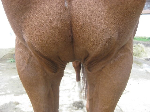 výrazné, ne příliš dlouhé prsní víry výrazné, ne příliš dlouhé prsní víry