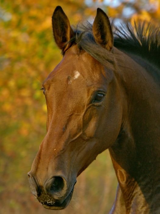 jeden čelní vír nad spojnicí očí jeden čelní vír nad spojnicí očí