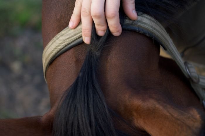 krční víry pod nátylníkem krční víry pod nátylníkem