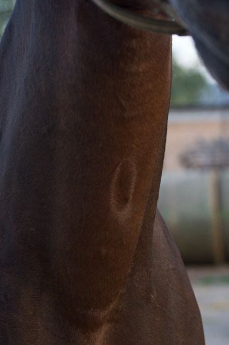 malý vír na spodní straně krku malý vír na spodní straně krku