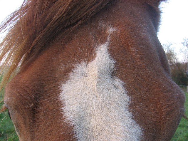 tři víry na čele tři víry na čele